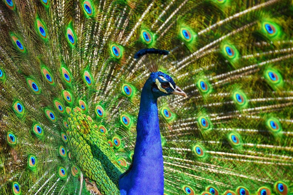 blue and green peacock