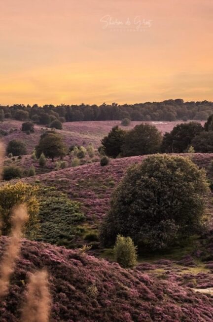 Heather field Veluwe